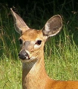 Deer a doe a female deer